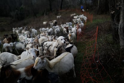 Un perro cuida de las cabras de Cabra Buena mientras son llevadas a alimentarse, en julio de 2025.