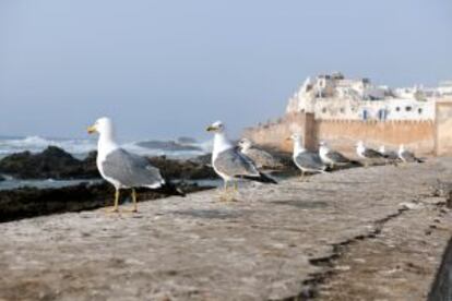 Gaviotas en línea frente al océano en la bella ciudad marroquí de Esauira.