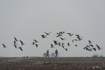 Los gansos con cabeza de barra, que emigran en invierno desde Asia Central y al Tíbet, vuelan sobre dos pescadores que caminan con sus bicicletas en los humedales de la presa Pong, en Nagrota Suriyan, a unos 65 kilómetros al sur de Dharmsala, India.