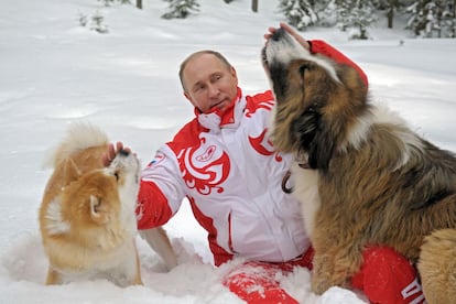 Buffi y Yume, juegan con el presidente ruso Vladimir Putin, en su residencia de Novo-Ogariovo, a las afueras de Moscú (Rusia).