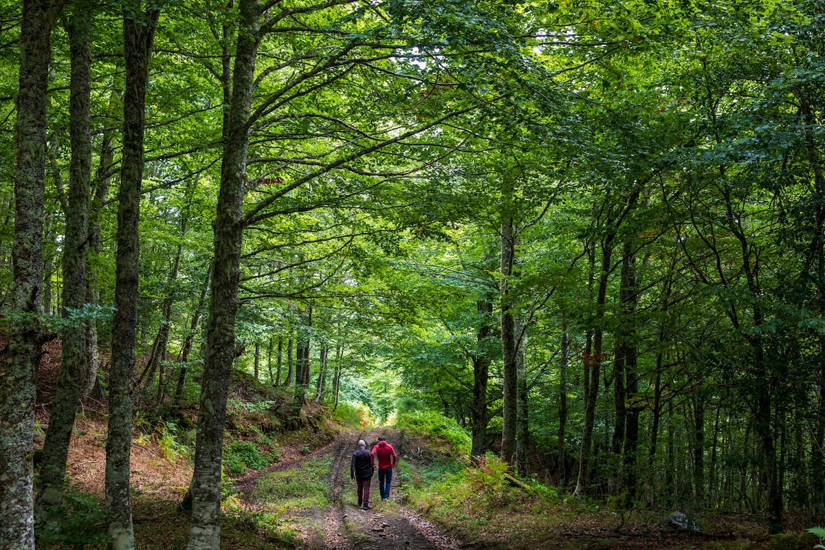 Ponga, el último tesoro natural de Asturias