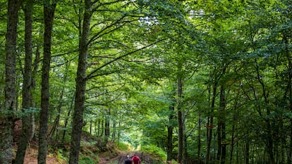 Ponga, Asturias