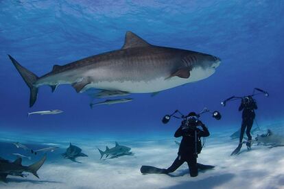 El fotógrafo y su mujer, Jennifer Hayes, retratados junto a un tiburón tigre.