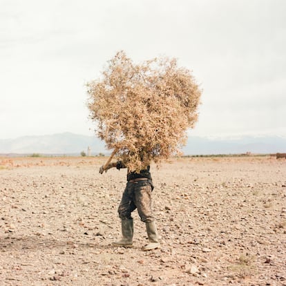 No es una escena decorativa del oasis de Skoura: hay que recolectar sarmientos y las ramas para avivar el fuego que permitirá cocer la cerámica. Es un domingo por la mañana de abril de 2022.