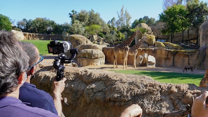 Crónicas del zoo, emitido en DMAX