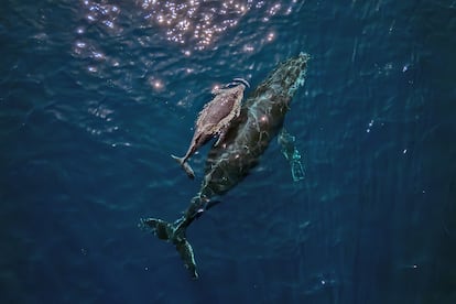 Una ballena jorobada y su cría, en la costa de Brasil, en 2023.