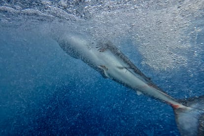 Aunque en los últimos 50 años se ha documentado el declive de los tiburones. Según Greenpeace, las medidas de gestión para reducir las tasas de captura de algunas especies se introdujeron solo hace una década.
