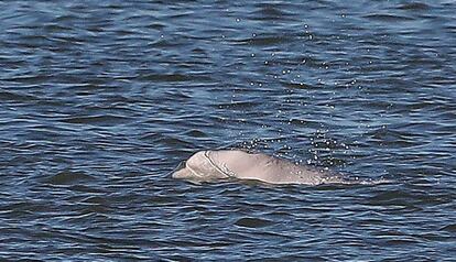La ballena beluga avistada esta semana en el Támesis.