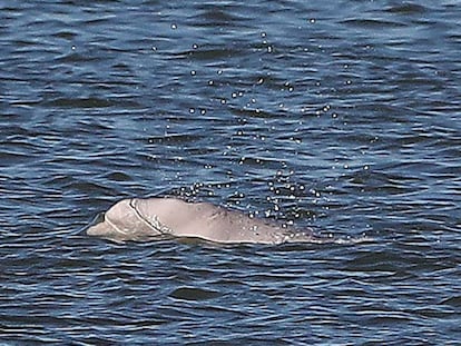 La ballena beluga avistada esta semana en el Támesis.