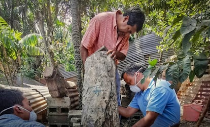 Miembros de la familia Morales extraen miel 'melipona beecheii', en Guatemala.