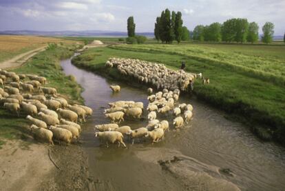 Un rebaño de ovejas, en la campiña de Salamanca.