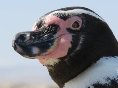 Uno de los ejemplares de la reserva peruana.