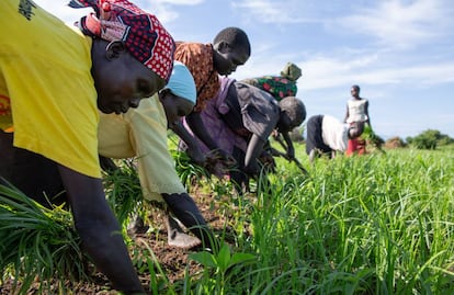 Agricultores en Sudán del Sur.