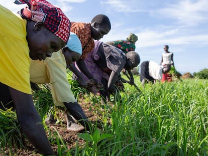 Agricultores en Sudán del Sur.