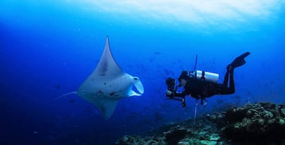 Buceo con mantarrayas en el atolón de Laamu, en Maldivas. 