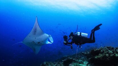 Buceo con mantarrayas en el atolón de Laamu, en Maldivas. 