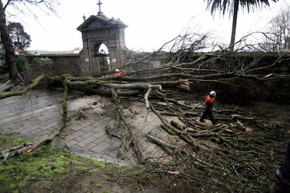 Un operario corta un árbol que ha sido derribado por el fuerte viente a las puertas del cementerio de San Amaro, en A Coruña. 