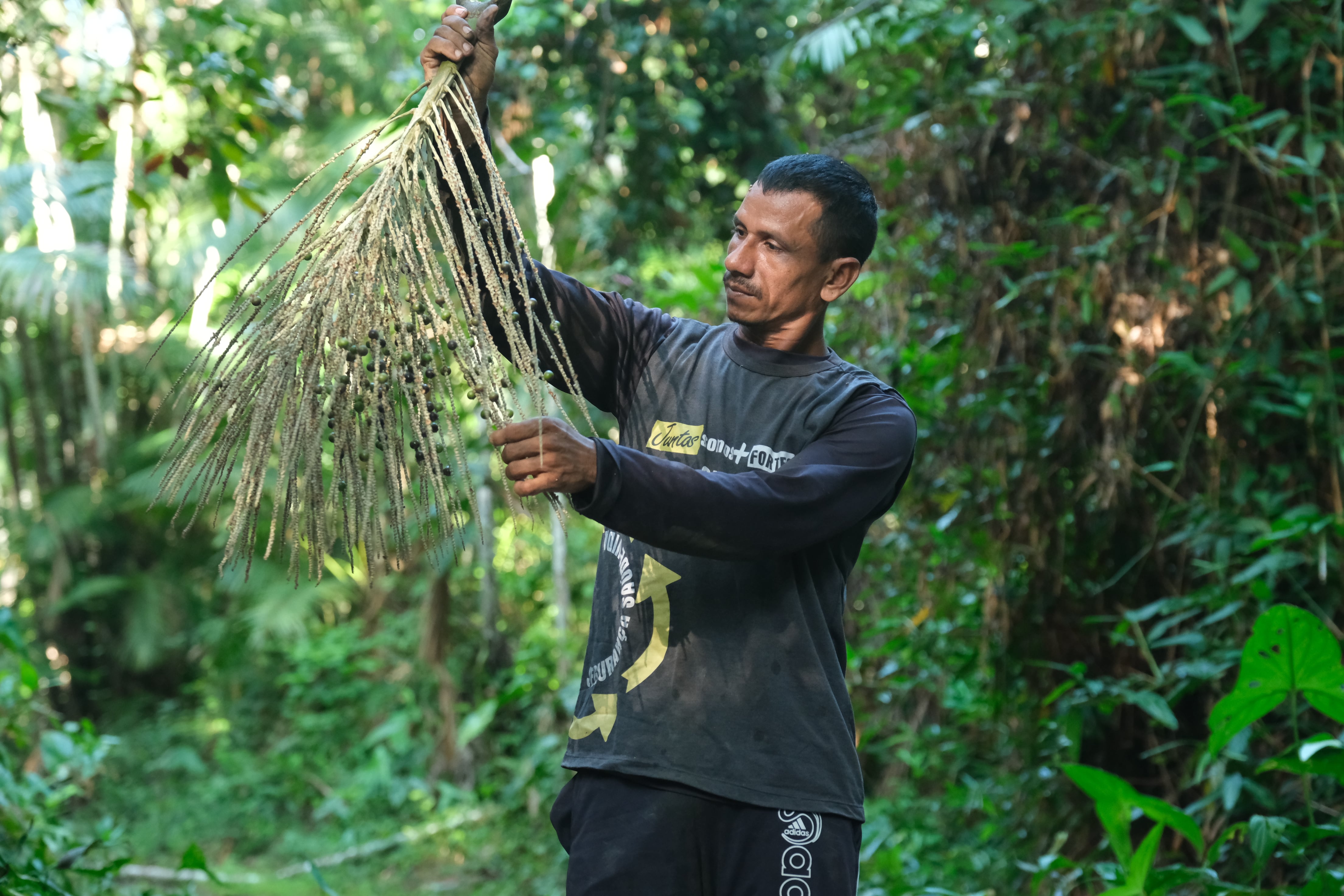 Viaje a los orígenes del açaí, el ‘oro negro’ del Amazonas