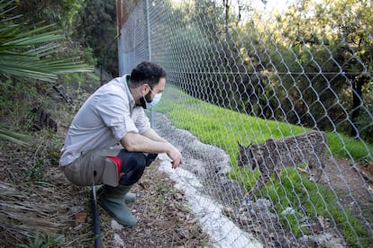 La hembra de lince ibérico de 16 años, Cynara, llegada desde el Centro de Cría del Lince de La Olivilla, en Jaén, a Selwo Aventura, en Estepona, el 20 de enero de 2023.