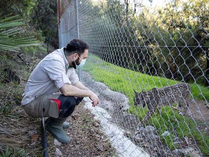 La hembra de lince ibérico de 16 años, Cynara, llegada desde el Centro de Cría del Lince de La Olivilla, en Jaén, a Selwo Aventura, en Estepona, el 20 de enero de 2023.