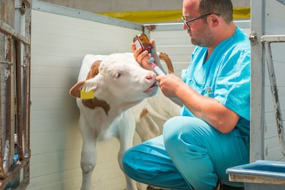 Un veterinario inyecta a un ternero.