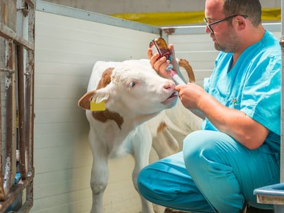 Un veterinario inyecta a un ternero.