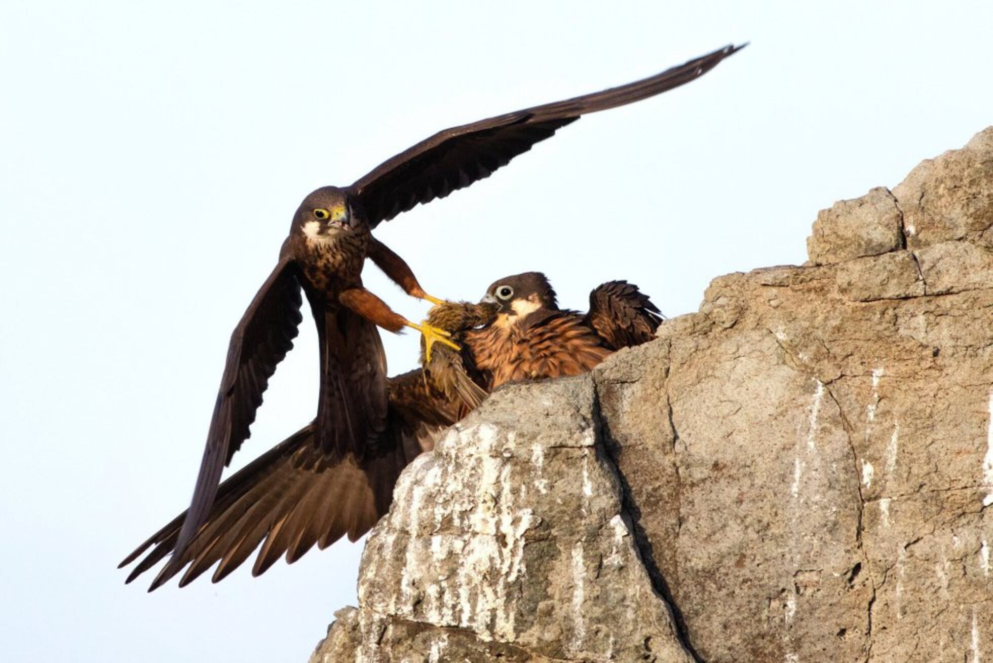 Los ganadores del ‘Wildlife Photographer of the Year’ | Fotos | Los ...