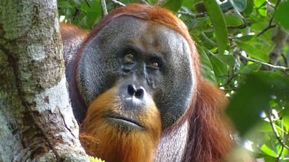 Este orangután de Sumatra pudo salir herido de una pelea con otro macho. En la composición, el resultado del enfrentamiento y su curación, con una pequeña cicatriz, tres semanas después.