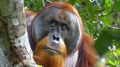 Este orangután de Sumatra pudo salir herido de una pelea con otro macho. En la composición, el resultado del enfrentamiento y su curación, con una pequeña cicatriz, tres semanas después.