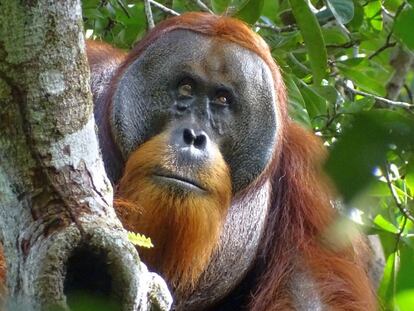 Este orangután de Sumatra pudo salir herido de una pelea con otro macho. En la composición, el resultado del enfrentamiento y su curación, con una pequeña cicatriz, tres semanas después.