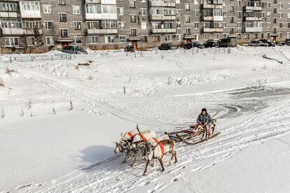 Los samis de Rusia son una de las últimas poblaciones indígenas de Europa que tratan de preservar sus prácticas ancestrales ante el cambio climático y frente a una modernidad, que los ha obligado a perder su autonomía nómada. En la imagen aparece Igor Chuprov, un pastor de renos, con su trineo delante de los edificios residenciales de pueblo de Lovozero, en la región de Múrmansk, en el extremo noroeste del país.