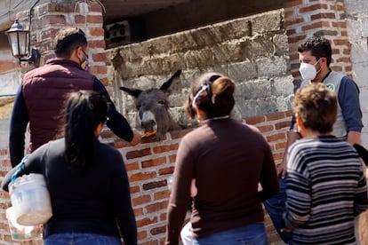 Otumba, município onde está localizada a fazenda, é considerada o berço do burro no México.