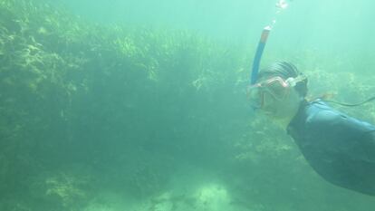 Pradera de posidonia en Oyster Harbour (Australia).