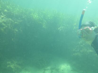 Pradera de posidonia en Oyster Harbour (Australia).