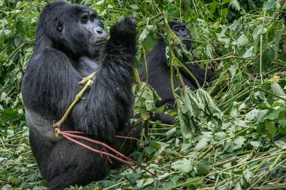 Gorila de montaña en Uganda. 