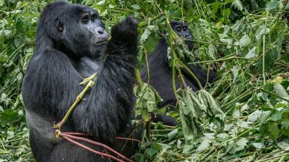 Gorila de montaña en Uganda. 