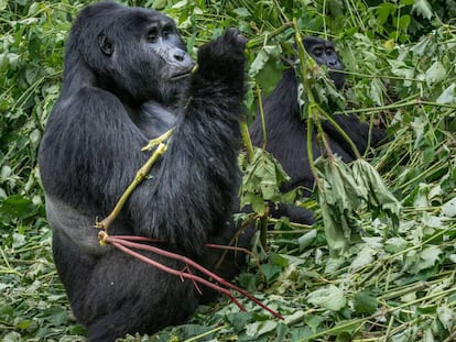 Gorila de montaña en Uganda. 