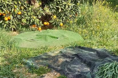 Uno de los ocho pozos clandestinos en la finca sevillana Aljóbar, oculto por una malla verde que impide su teledetección. / CEDIDA POR ECOLOGISTAS EN ACCIÓN