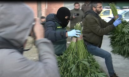 Agentes de la Guardia Civil trasladan parte de las plantas de marihuana incautadas en una macrooperación en Granada.