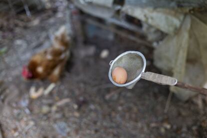 Además de su bosque de alimentos, Mora tiene gallinas que lo proveen diariamente de huevos frescos y cuyos excrementos utiliza como abono. 