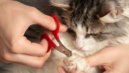 Los cortaúñas para gatos son muy sencillos y prácticos de utilizar. GETTY IMAGES.