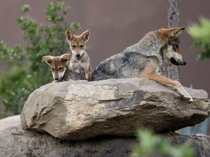 Two gray Mexican wolves next to their mother, photographed in Saltillo, Mexico, in 2020.