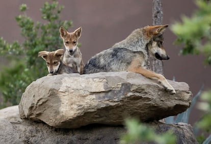 Una pareja de cachorros de lobo gris mexicano junto a su madre, fotografiados en Saltillo, México, en 2020.