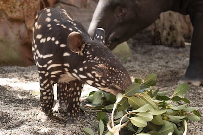 Tapir malayo, especie en peligro de extinción, recuperado hace apenas dos meses en Bioparc Fuengirola (Málaga).