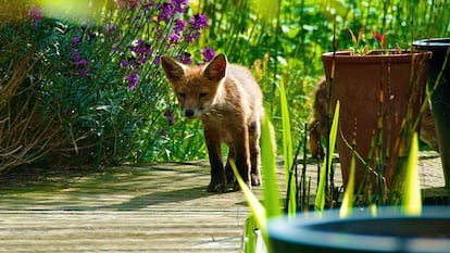 Protege tu jardín con un ahuyentador de animales. GETTY IMAGES.