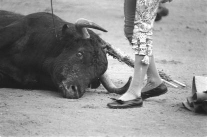 Un torero pasa junto a la cabeza de un toro ya muerto, durante la Feria de Fallas de Valencia.