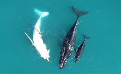 Un ballenato blanco nadando con su madre en la costa australiana- Fotografía realizada con un dron como parte de un proyecto que tiene el objetivo de conservar la especie.