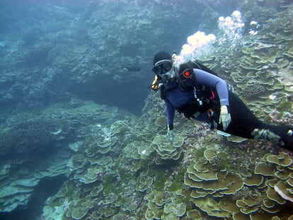 Biologist Nancy Knowlton diving in the Pacific Ocean in a courtesy photo.
