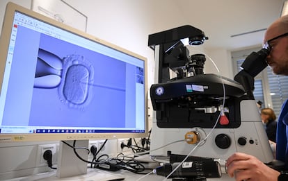 La inseminación artificial de un óvulo utilizando un microscopio, el 17 de enero de 2024 en Berlín (Alemania).