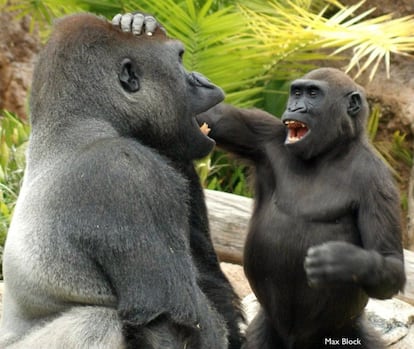 Of all the great apes, young gorillas seem to enjoy teasing and pranking others in the group, not giving up until they get a response.